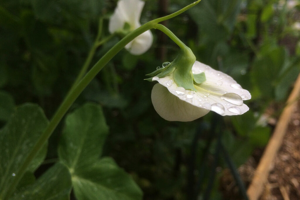 doperwten in de moestuin