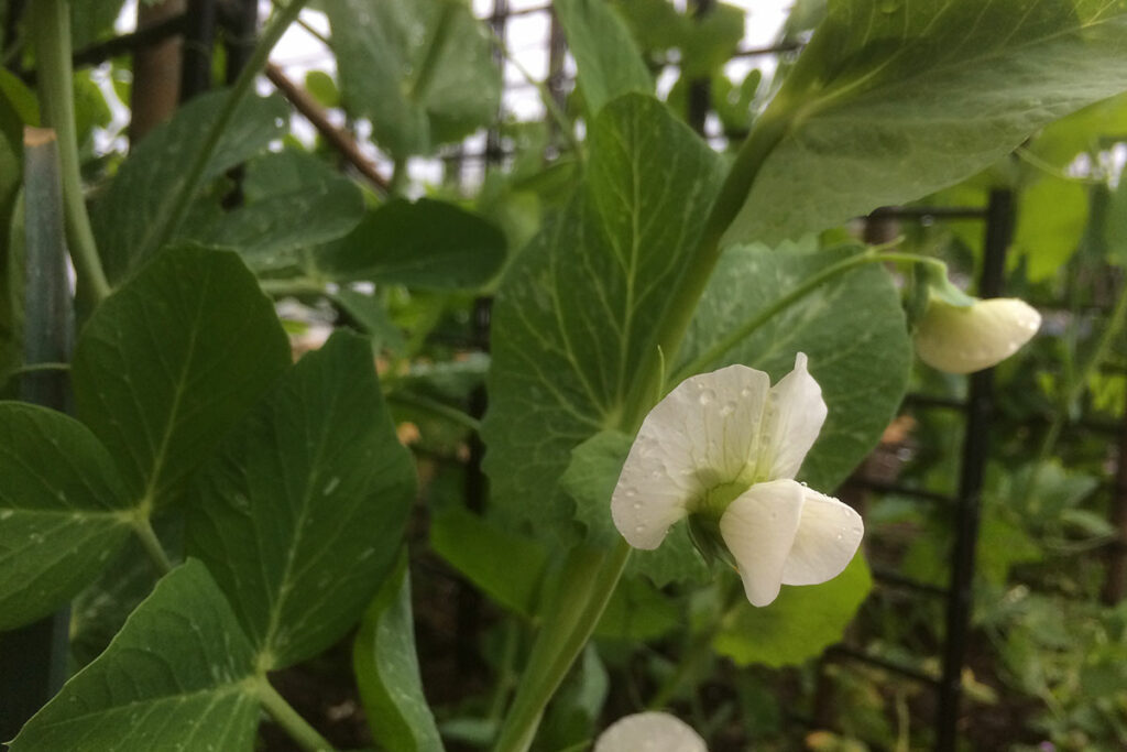 doperwten in de moestuin