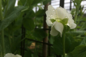 doperwten in de moestuin