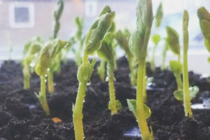 doperwten voorzaaien