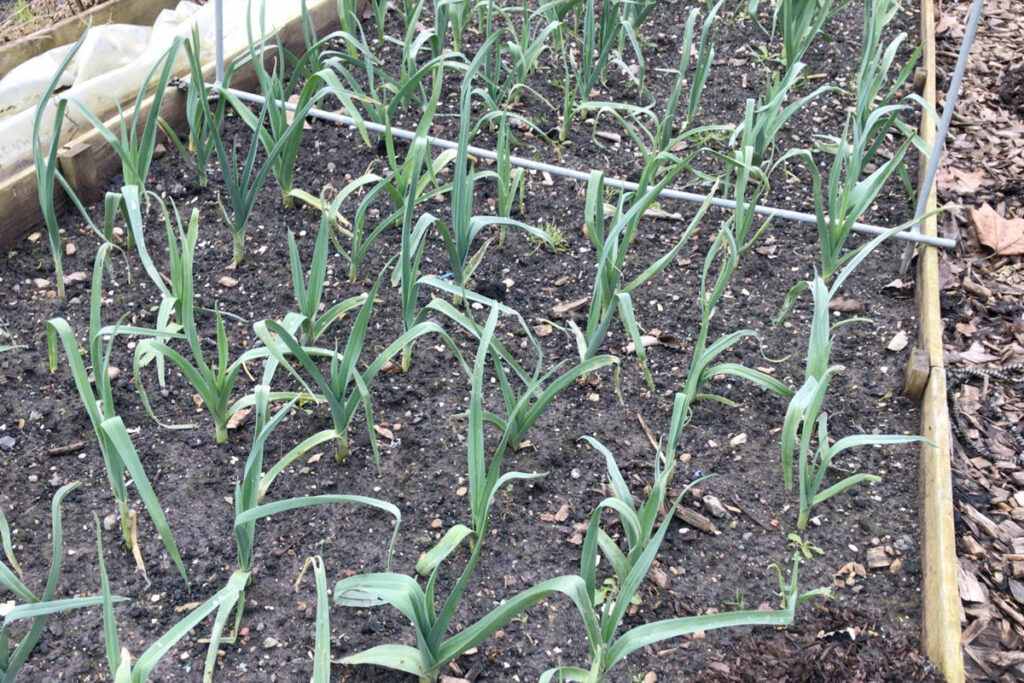 jonge preiplantjes