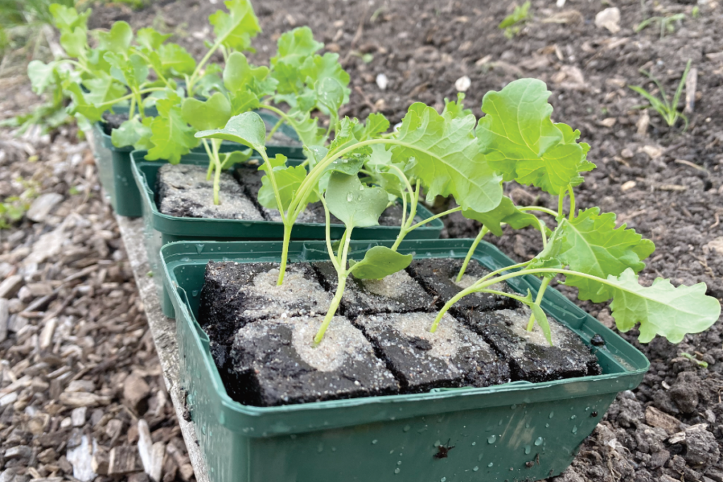 Moestuinplanten kopen
