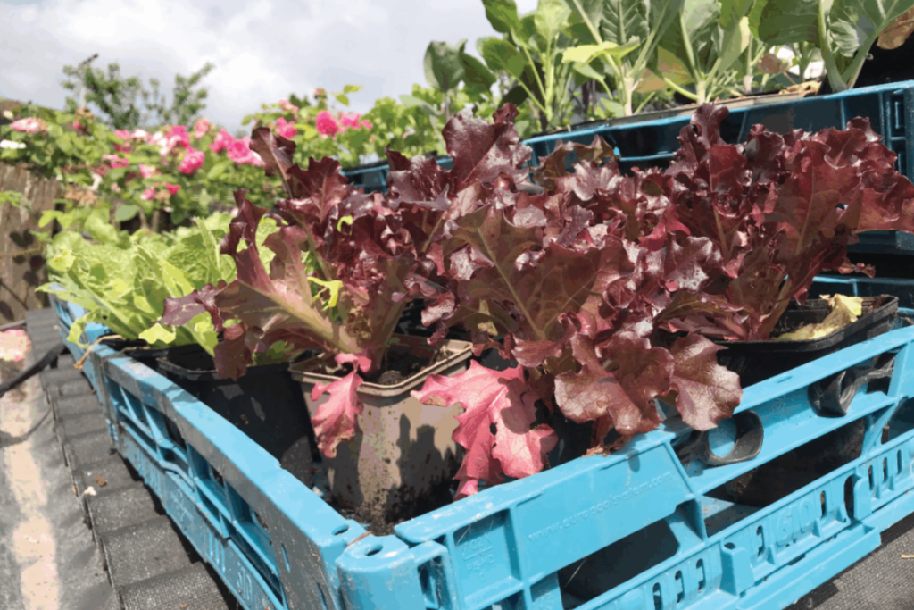 Moestuinplanten kopen