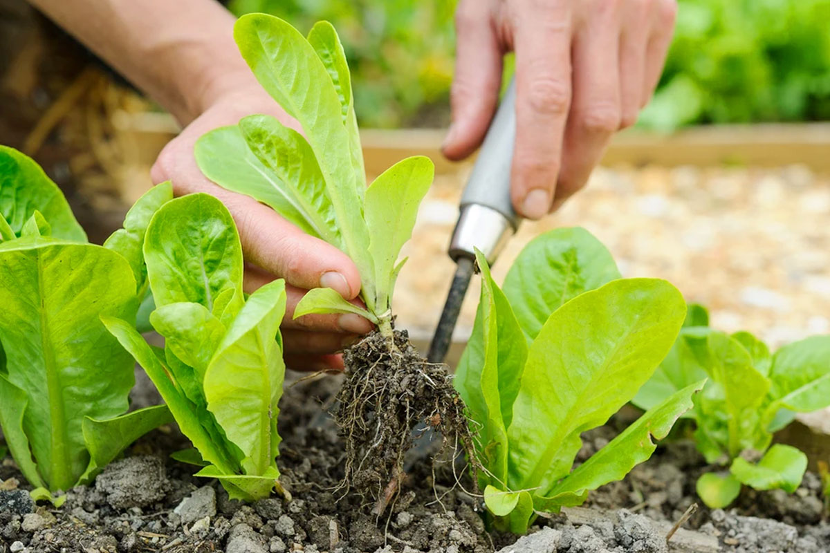 Moestuinplanten kopen