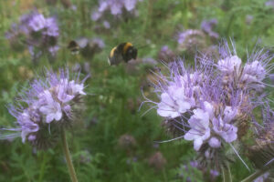 Phacelia zaaien