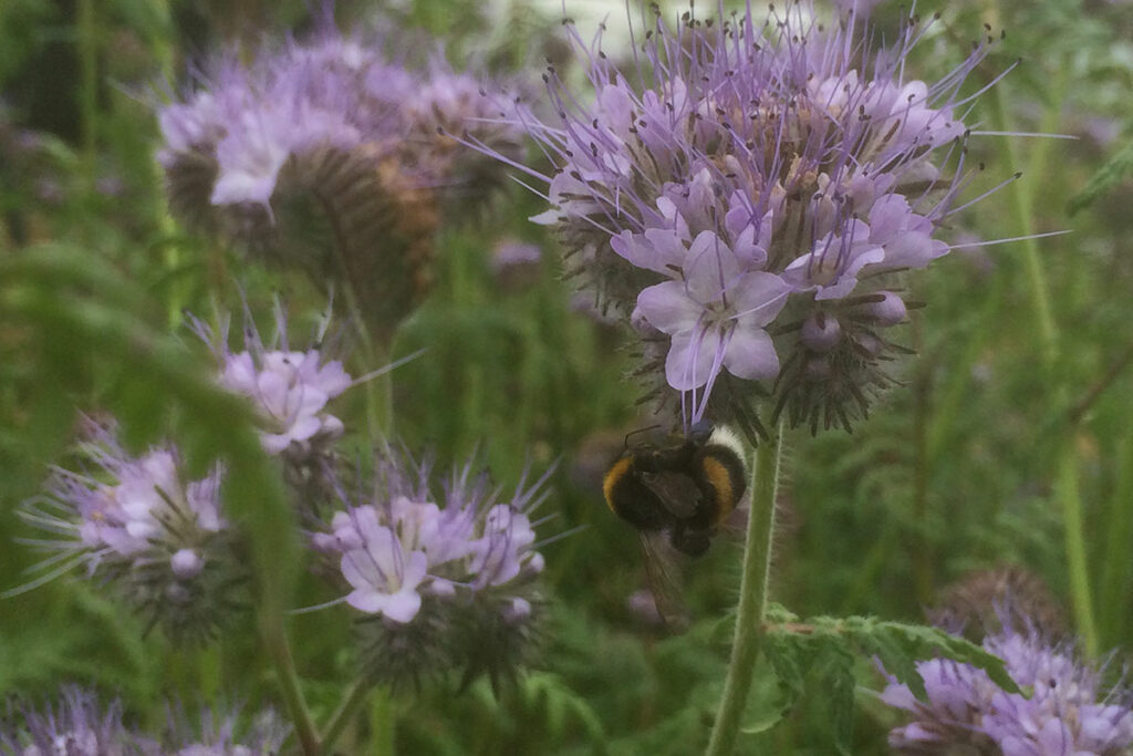 Phacelia zaaien