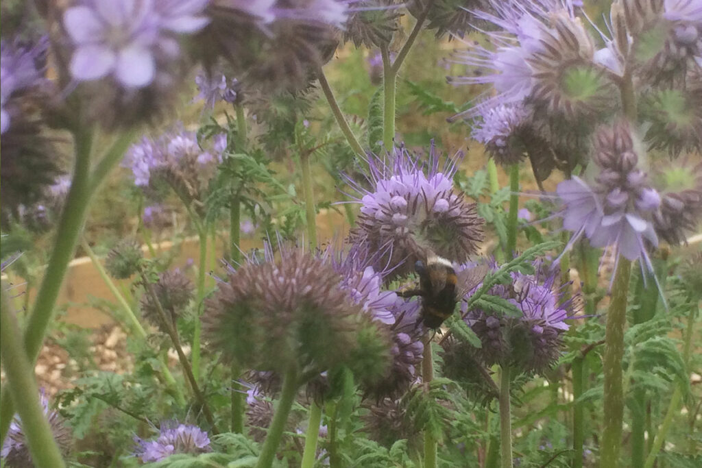 Phacelia zaaien