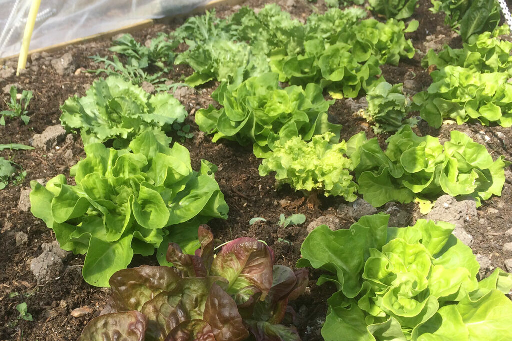 sla kweken in koude kas