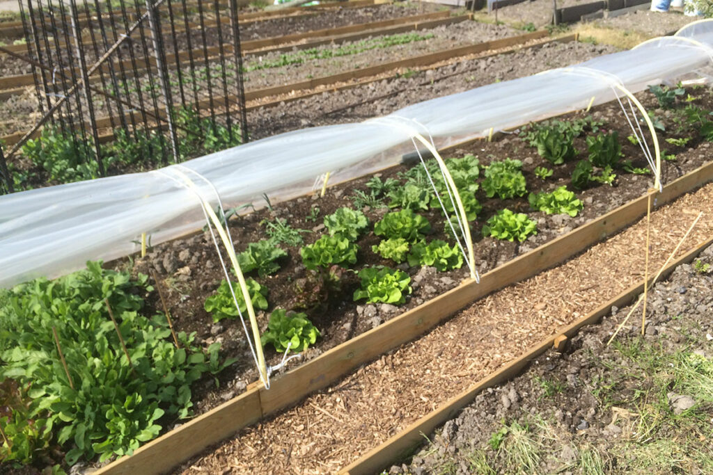 sla kweken in koude kas