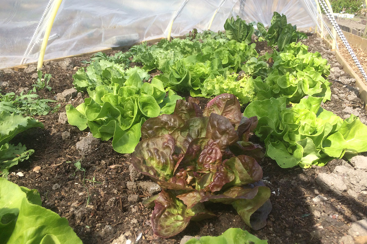 sla kweken in koude kas