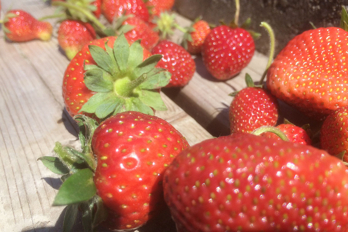 wanneer aardbeien planten