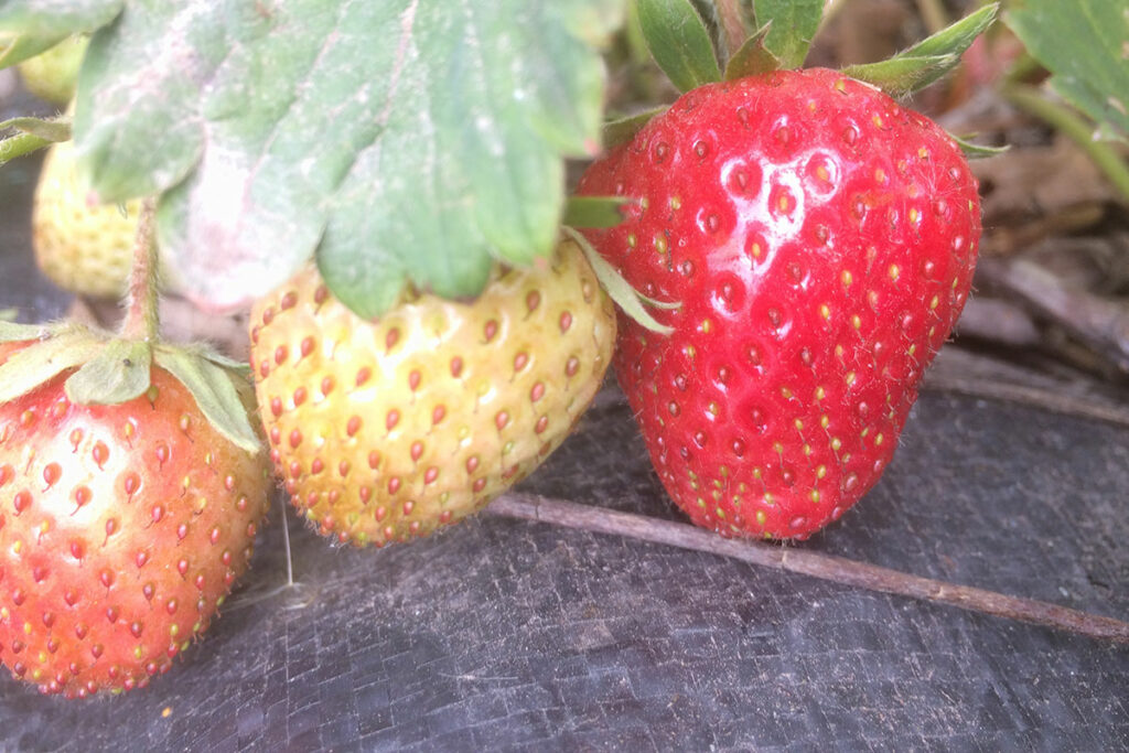 wanneer aardbeien planten