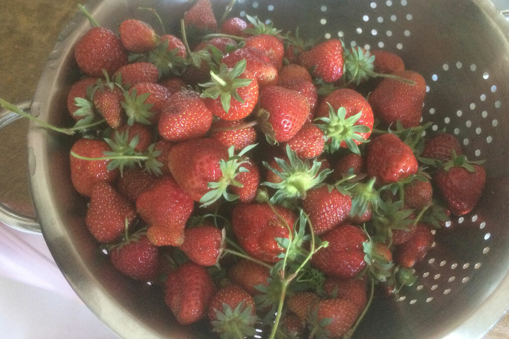 Aardbeien in vergiet