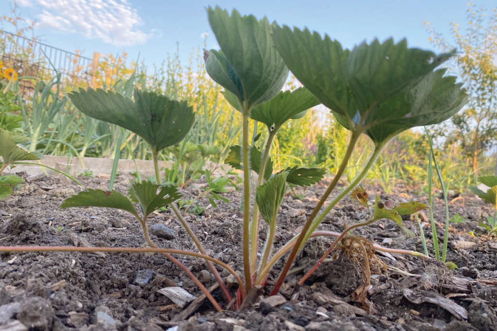 Zelf aardbeien kweken
