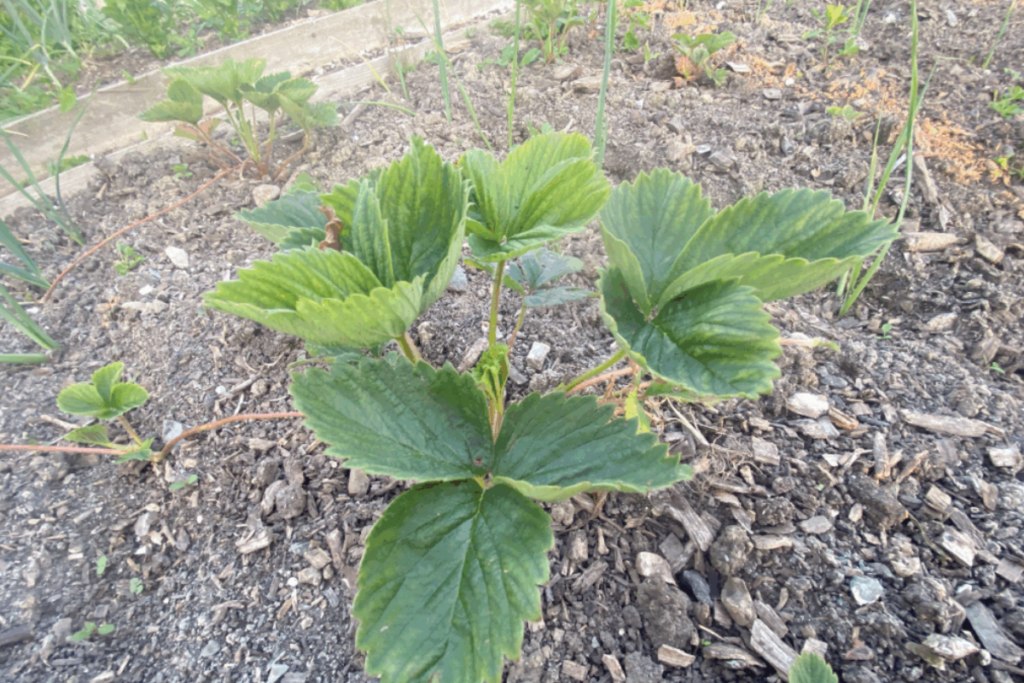 Zelf aardbeien kweken