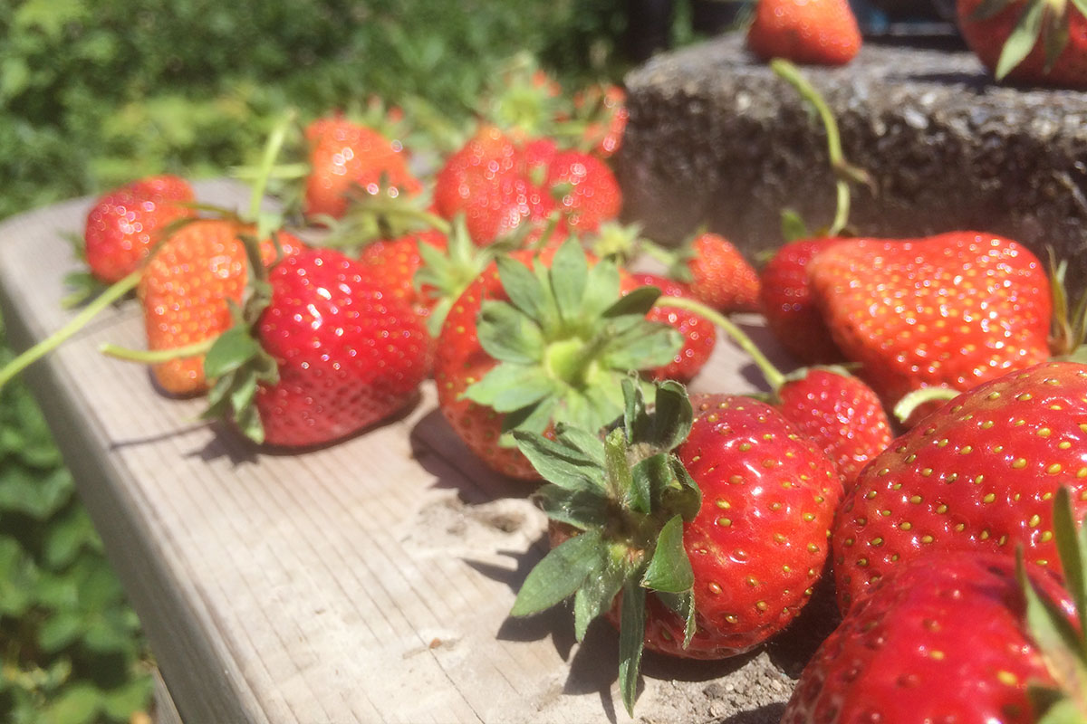 Zelf aardbeien kweken