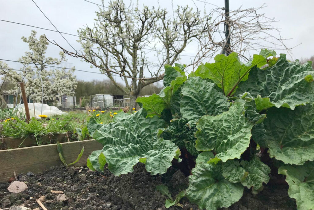 7 tips voor het kweken van rabarber