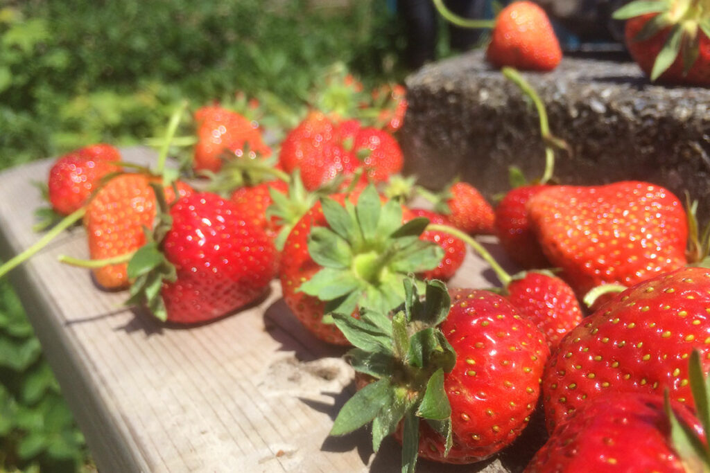 aardbeien bemesten