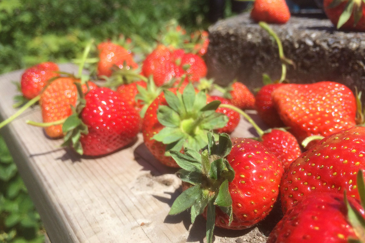 aardbeien stekken