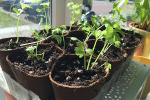 afbreekbare kweekpotjes