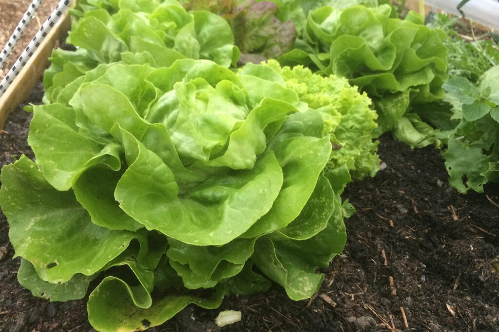 Bemesting sla planten