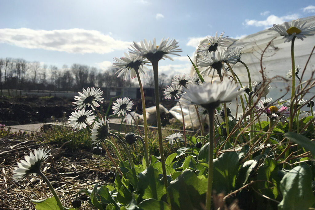 bloemen in de moestuin