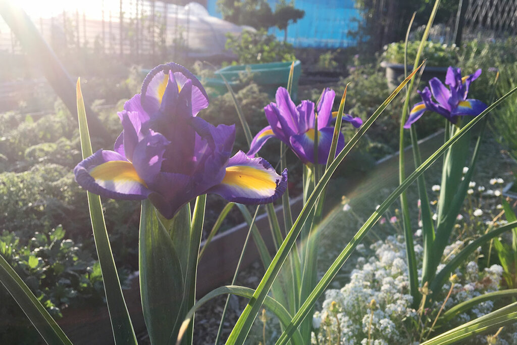 bloemen in de moestuin