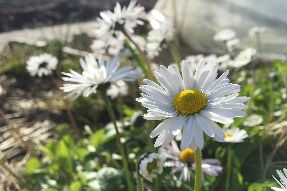 bloemen in de moestuin