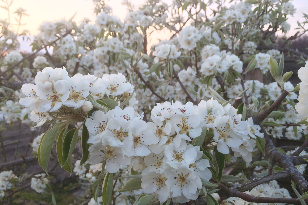 fruitbomen in de moestuin