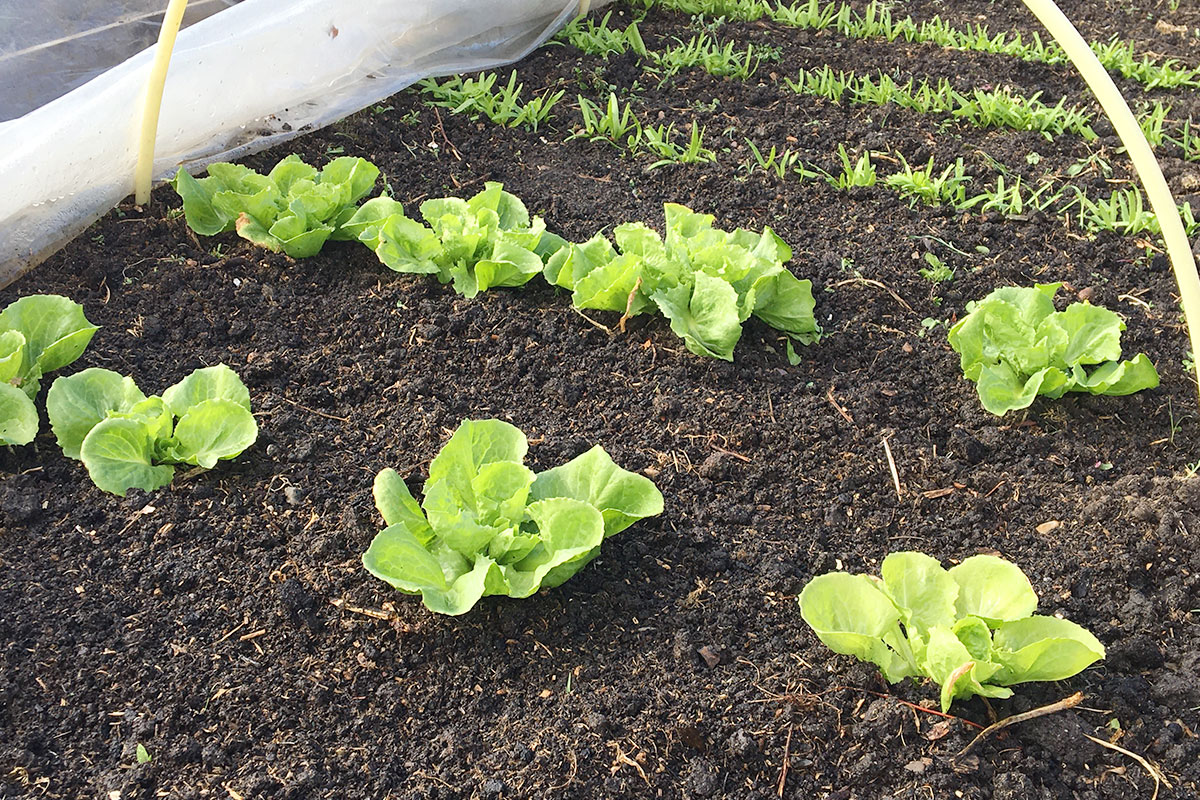 moestuin aanleggen in volle grond