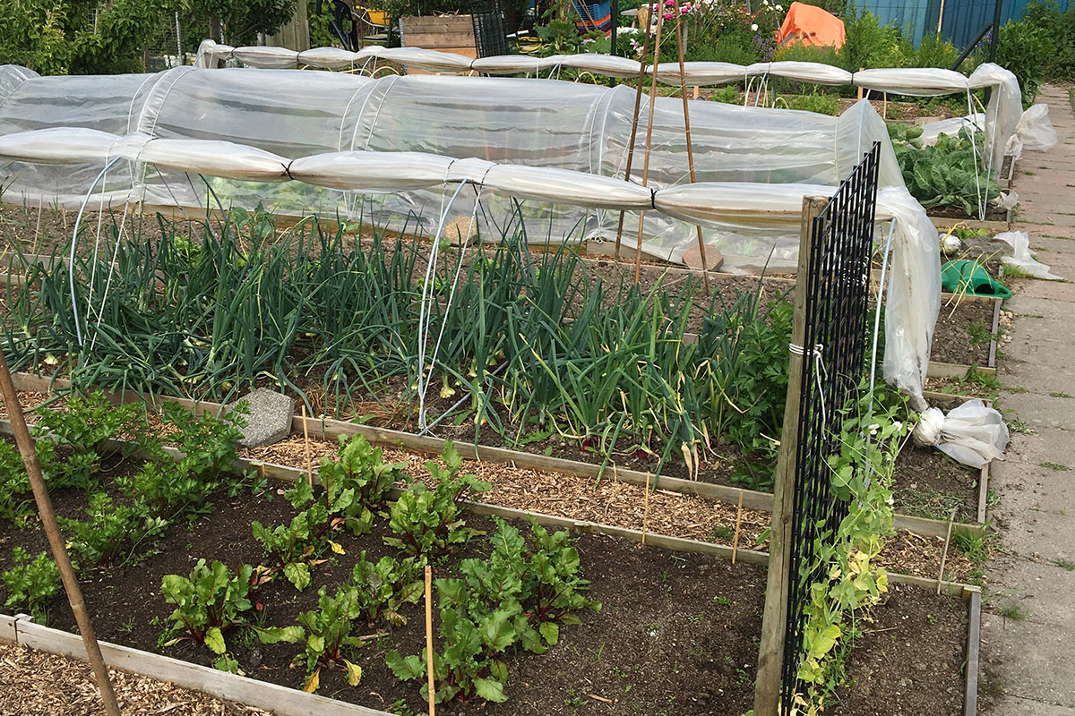 moestuin aanleggen voor beginners