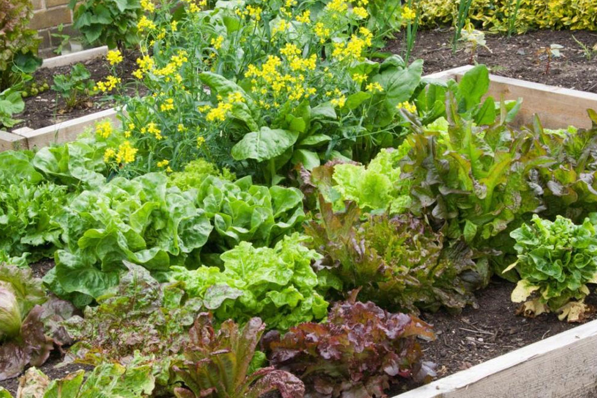 moestuin kleine tuin