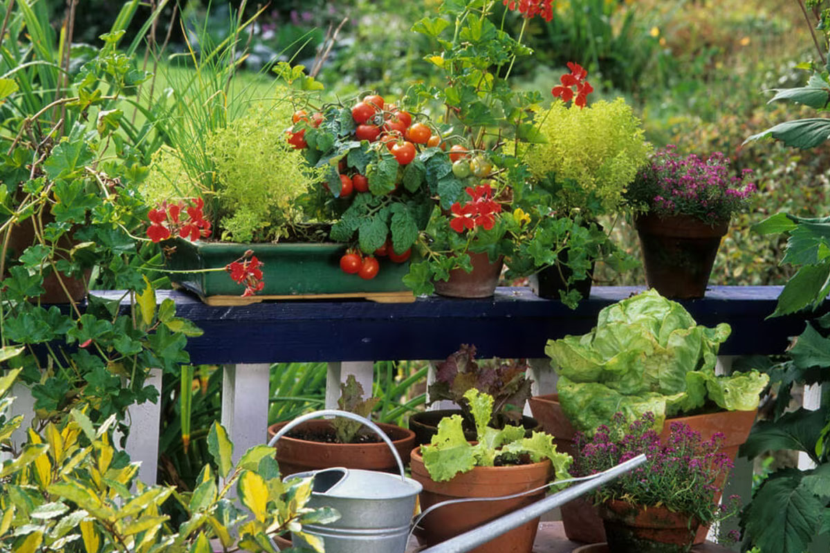 Moestuin op je balkon