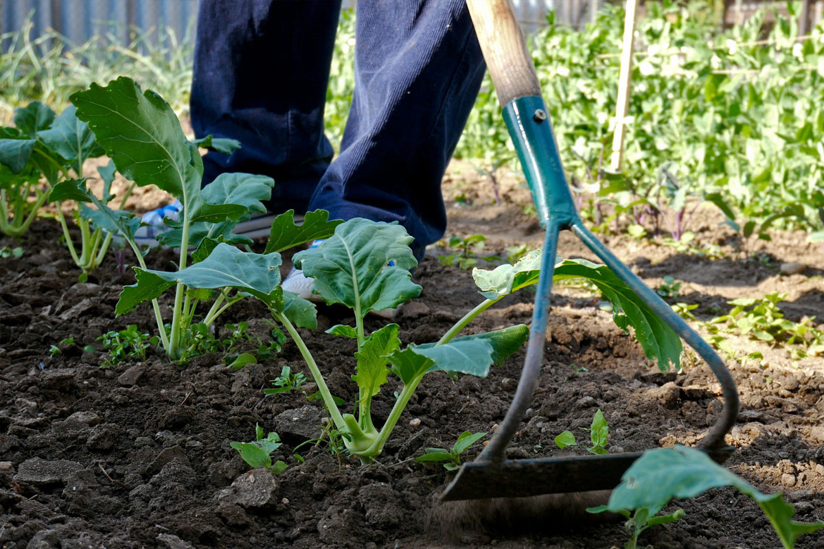 Moestuinklussen in Augustus