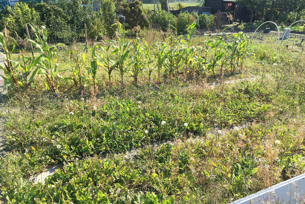 onkruid in moestuin bestrijden