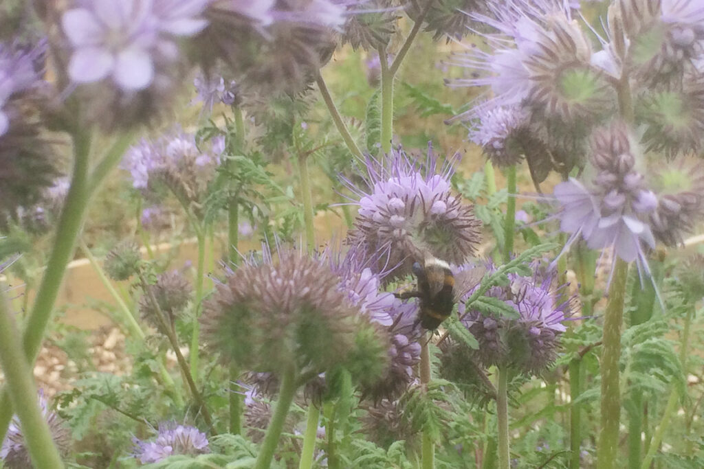 Phacelia groenbemester