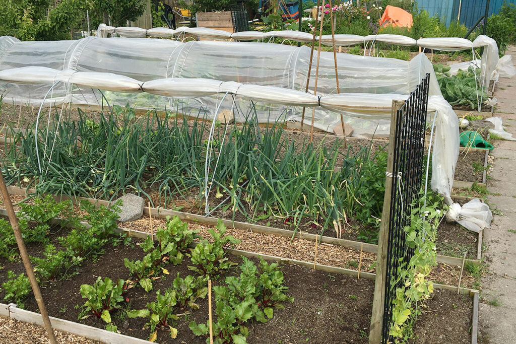 plastic tunnels koude bak