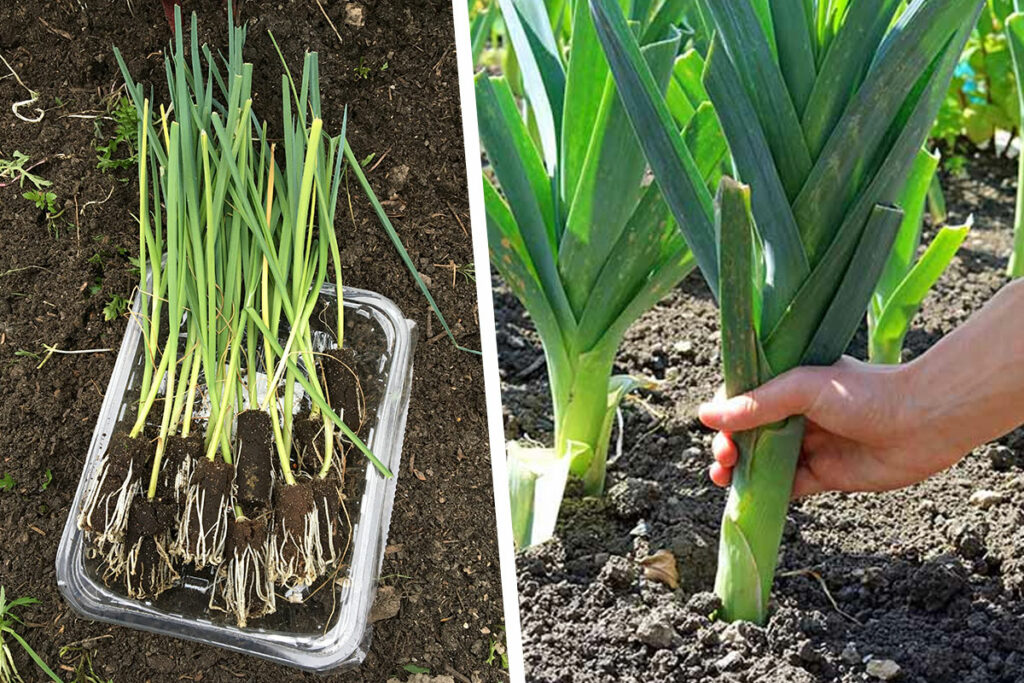 prei plantjes kopen