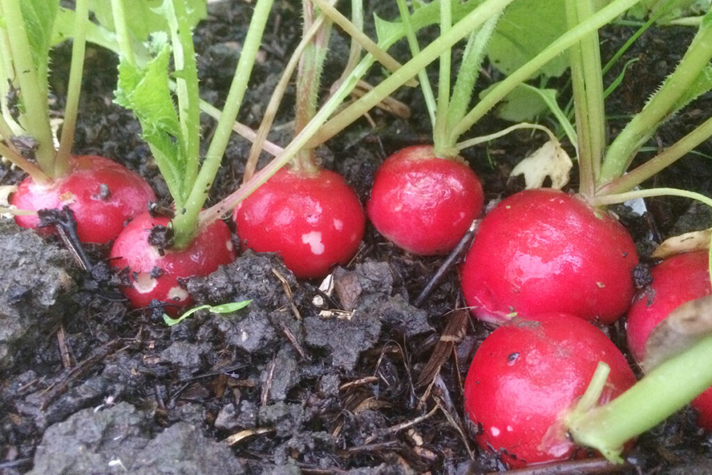 radijsjes kweken