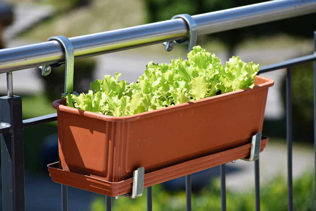 sla kweken in pot