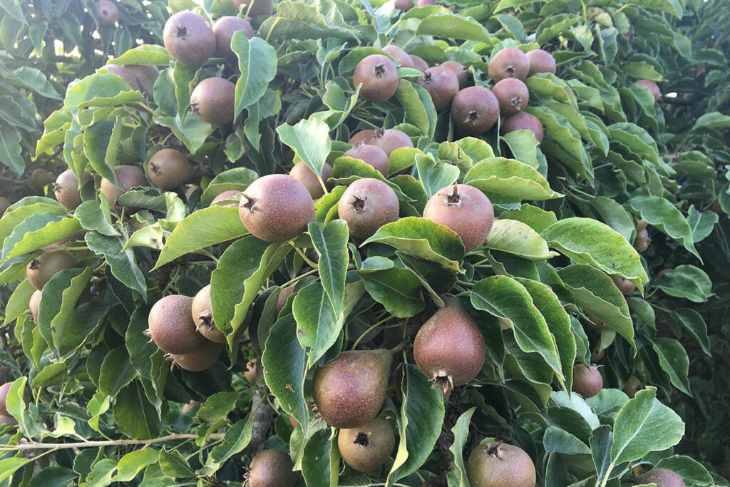 stoofperen kweken in de moestuin