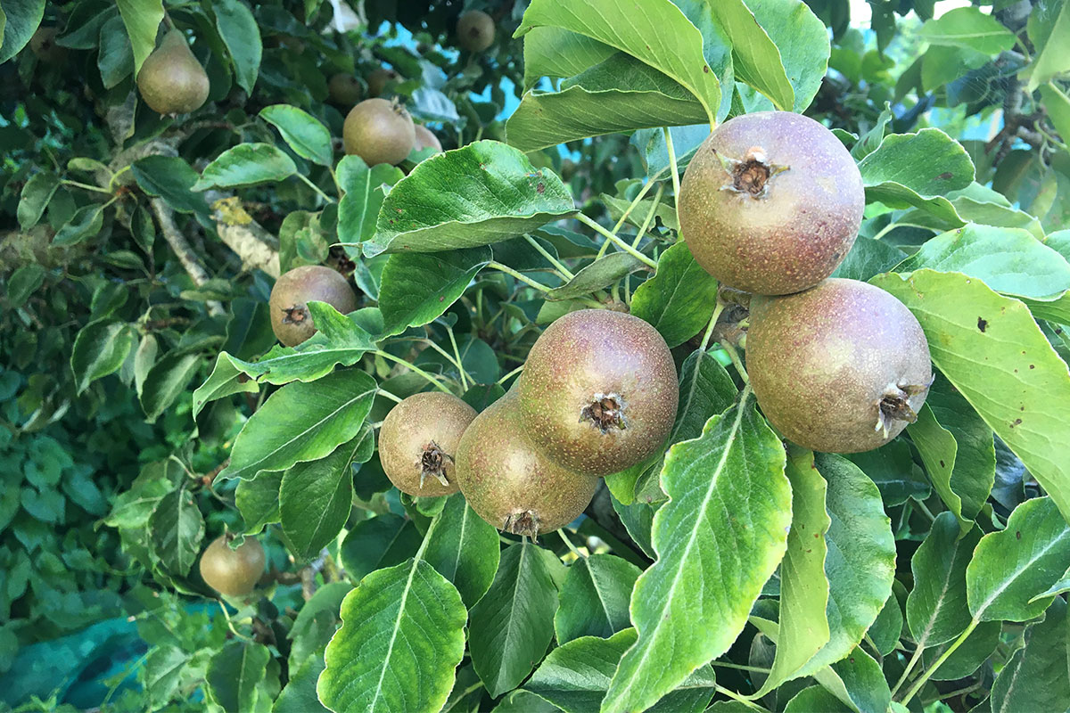 stoofperen kweken in de moestuin