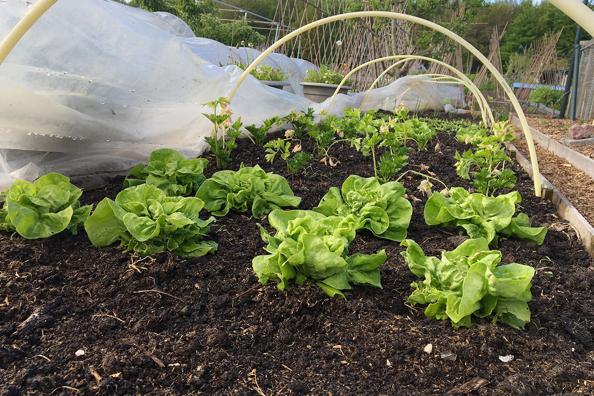 Teelt in volle grond