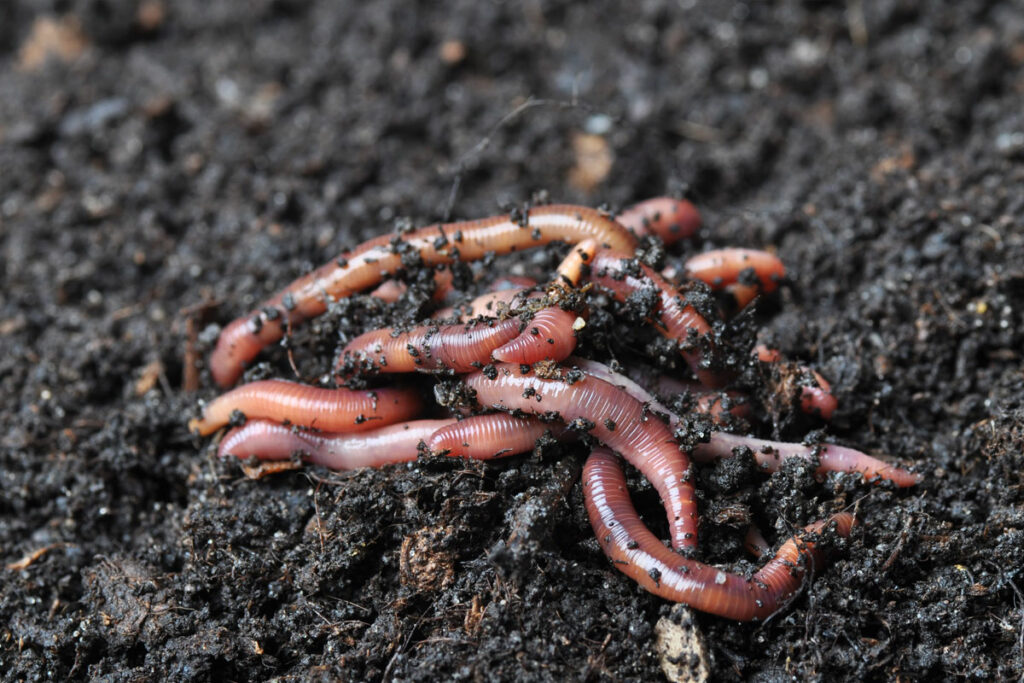 voordelen van wormen compost