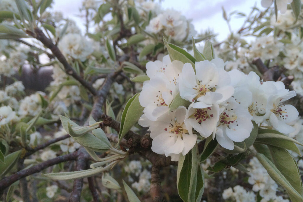 waarom fruitbomen in de moestuin