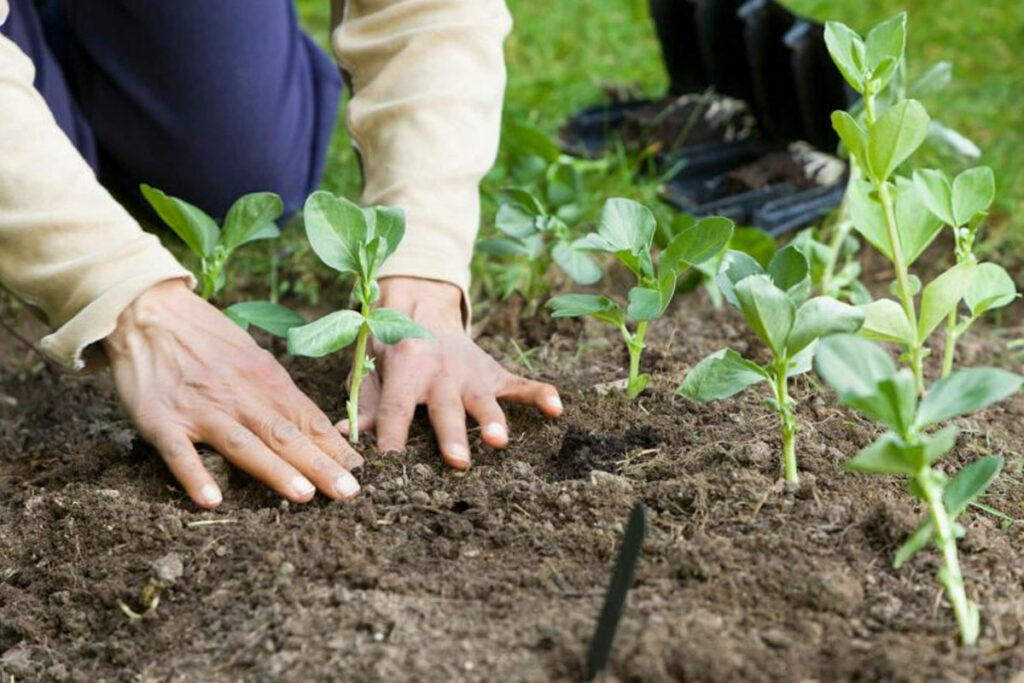 Wat kan ik in maart in de moestuin planten