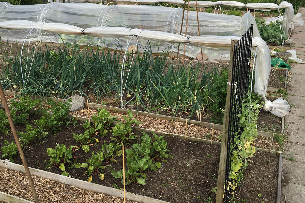 5 tips voor het beginnen van een moestuin
