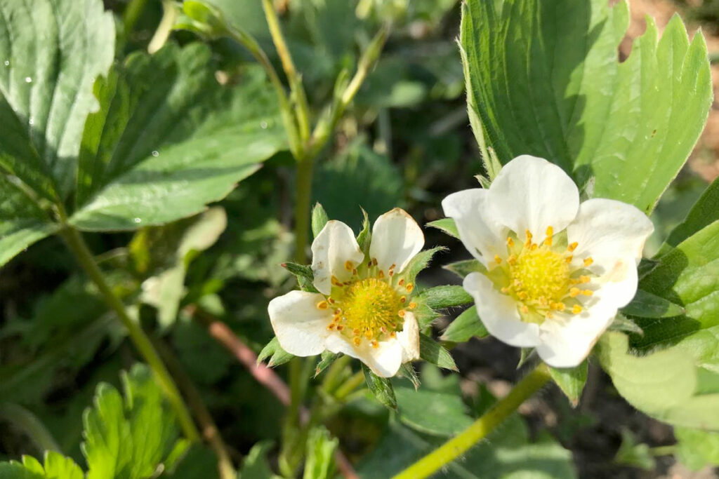 aardbei bloemen