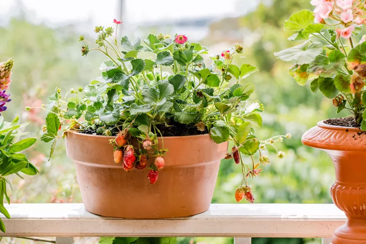 aardbeien kweken in pot