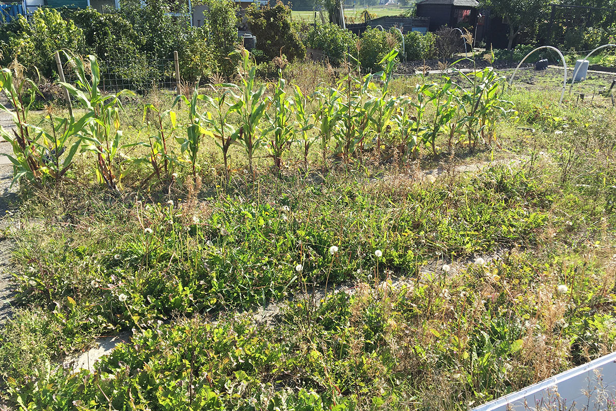 beginnersfouten in de moestuin